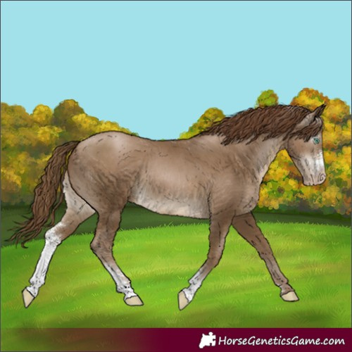Horse Color:Gray Smoky Black Pearl Sabino