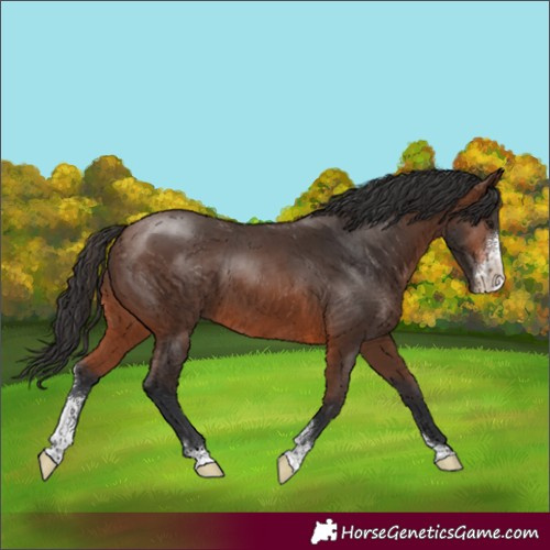 Horse Color:Brown Sabino 
