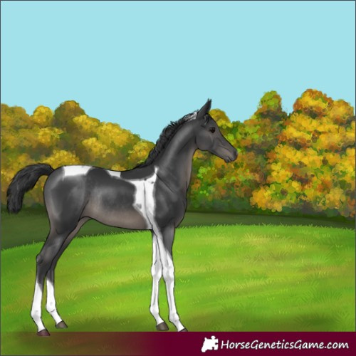 Horse Color:Black Tobiano Rabicano