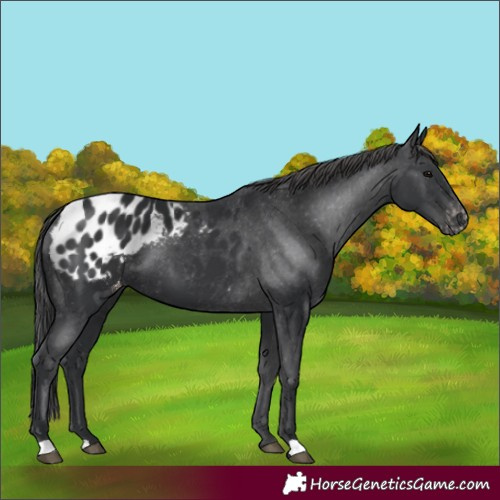 Horse Color:Black Appaloosa 