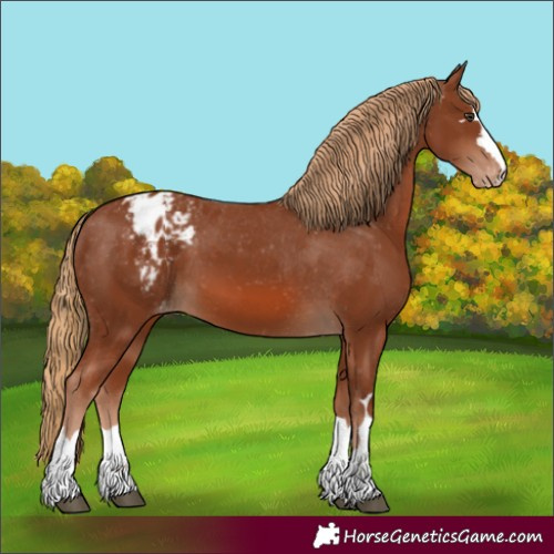 Horse Color:Chestnut Blanket