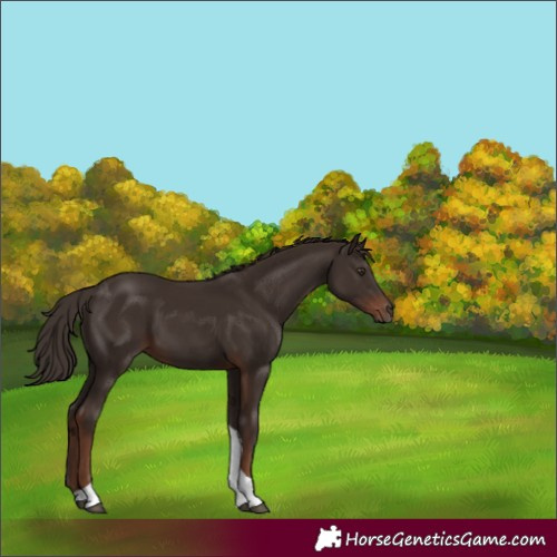 Horse Color:Liver Chestnut Tobiano Rabicano 