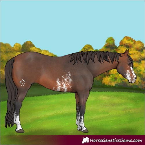 Horse Color:Bay Sabino 