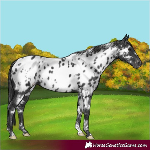 Horse Color:White Spotted Black Appaloosa