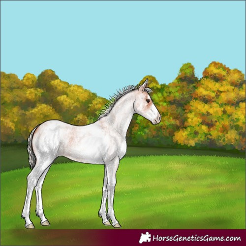 Horse Color:White Spotted Silver Bay Roan 