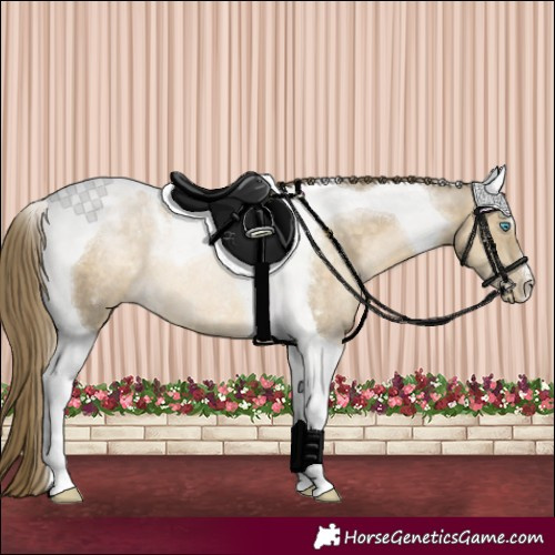Horse Color:Buckskin Pearl Tobiano Rabicano 