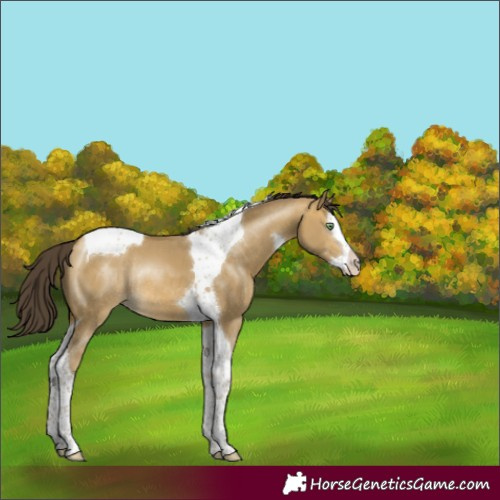 Horse Color:Sable Cream Champagne Dun Splash Tobiano Rabicano