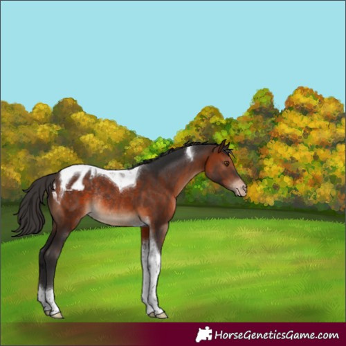 Horse Color:Brown Tobiano Blanket Rabicano 