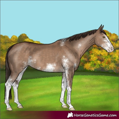 Horse Color:Liver Red Dun Sabino