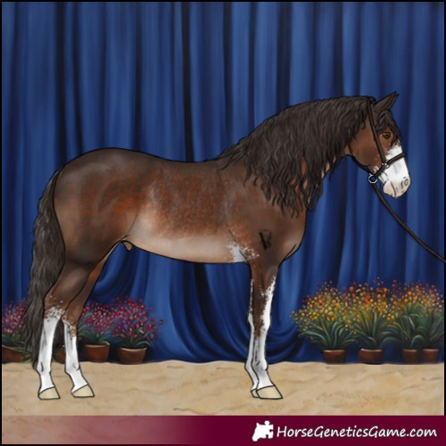 Horse Color:Liver Chestnut Sabino Varnish Rabicano