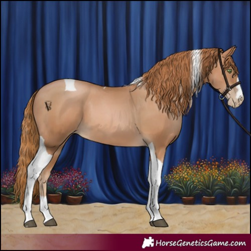 Horse Color:Chestnut Pearl Tobiano 