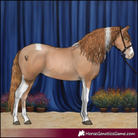 Horse Color:Chestnut Pearl Tobiano