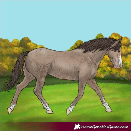 Horse Color:Classic Champagne 