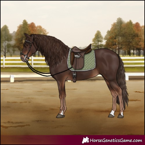 Horse Color:Liver Chestnut 