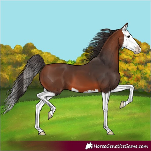 Horse Color:Bay Splash 