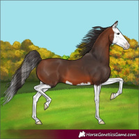 Horse Color:Bay Splash