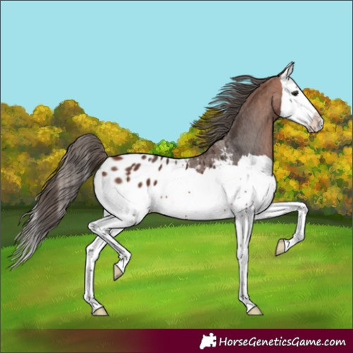 Horse Color:Bay Splash Blanket 