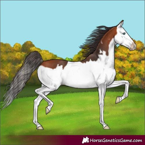 Horse Color:Bay Splash Frame 