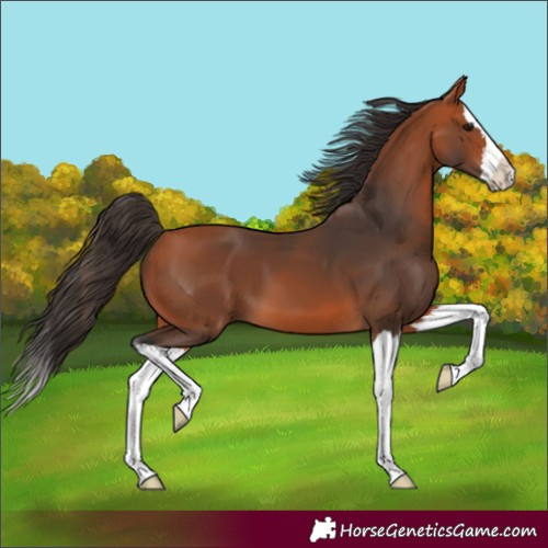 Horse Color:Bay Splash 