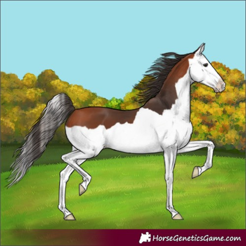 Horse Color:Bay Splash 