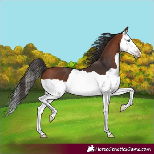 Horse Color:Bay Splash 