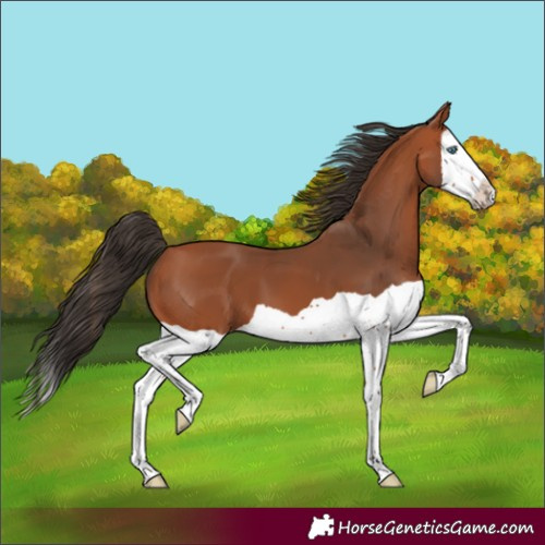 Horse Color:Bay Splash 