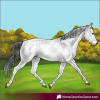 Horse Color:Gray White Spotted Black and Gray White Spotted Black Blanket