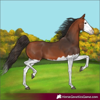 Horse Color:Bay Splash 