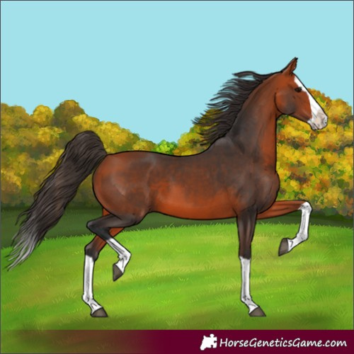 Horse Color:Bay Splash 