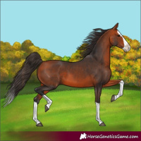 Horse Color:Bay Splash