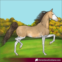 Horse Color:Amber Cream Champagne Splash