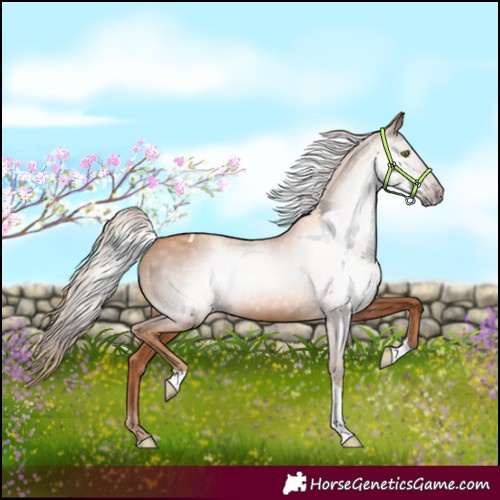Horse Color:Gray Gold Champagne Tobiano