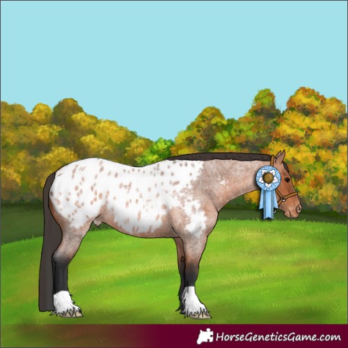 Horse Color:Bay Roan Appaloosa 