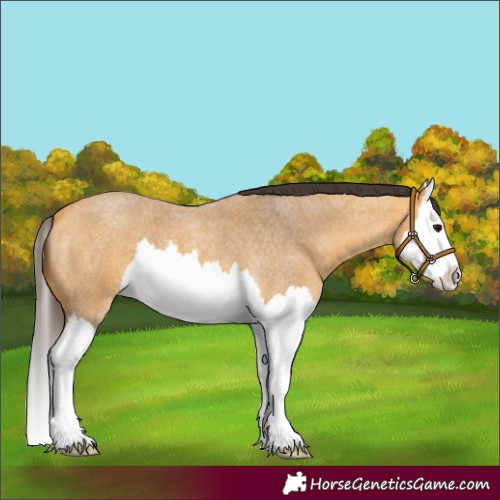 Horse Color:Buckskin Roan Splash 