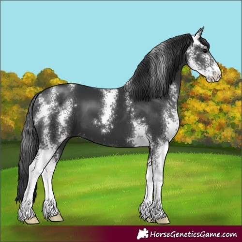 Horse Color:Black Sabino