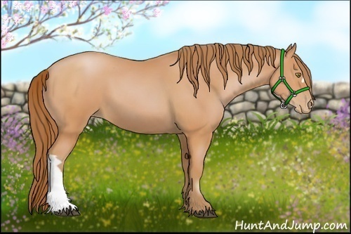 Horse Color:Bay Pearl