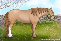 Horse Color:Bay Pearl 