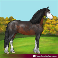 Horse Color:Brown Sabino 