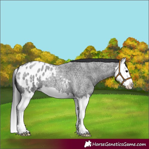 Horse Color:Blue Roan Splash Appaloosa