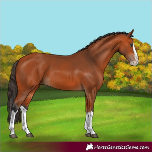 Horse Color:Bay Splash 