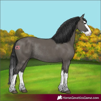 Horse Color:Grullo Splash Rabicano 