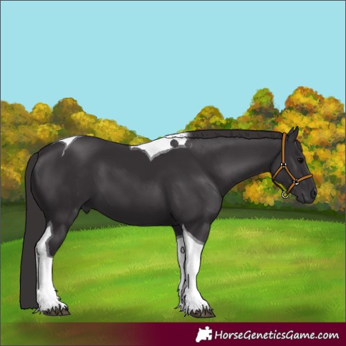 Horse Color:Smoky Black Tobiano 