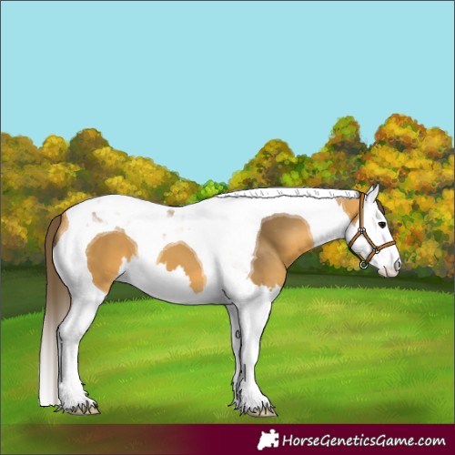 Horse Color:Buckskin Splash Tobiano Blanket