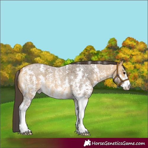 Horse Color:Buckskin Roan Sabino 