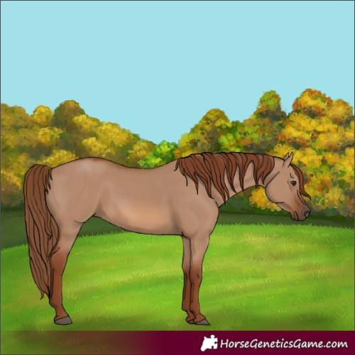 Horse Color:Red Dun