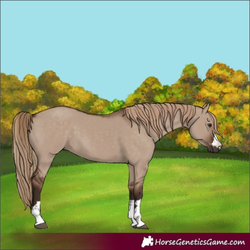 Horse Color:Liver Red Dun
