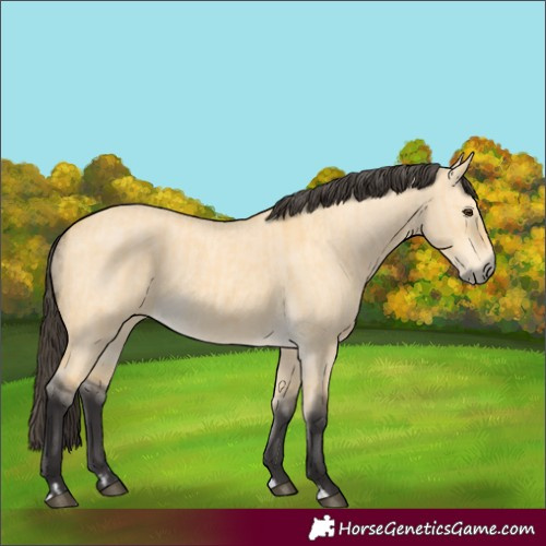 Horse Color:Buckskin Dun  and Buckskin Dun 