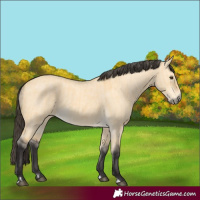 Horse Color:Buckskin Dun  and Buckskin Dun 