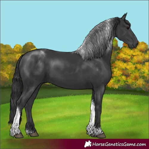 Horse Color:Black Tobiano 