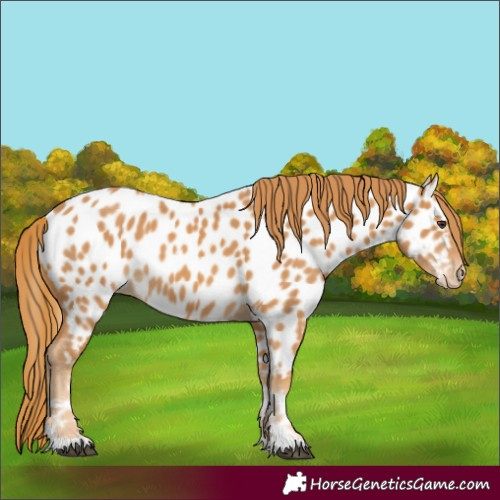 Horse Color:Chestnut Appaloosa 